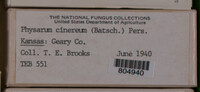 Physarum cinereum image